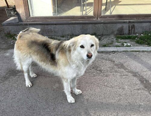 Чому не відбувся тендер на стерилізацію безпритульних собак?