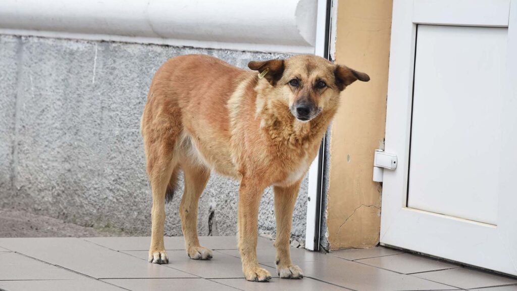 DSC06085009 сказ тварин коростень