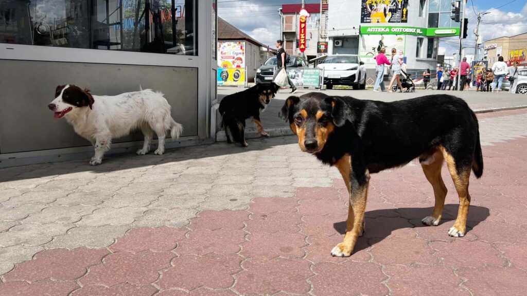 безпритульні тварини коростень