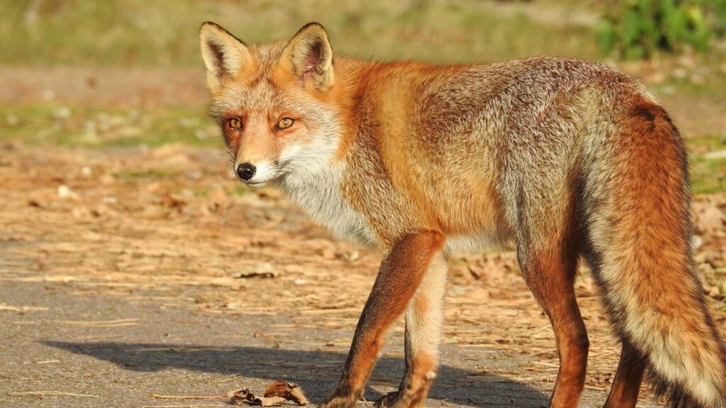 імунізація тварин коростень