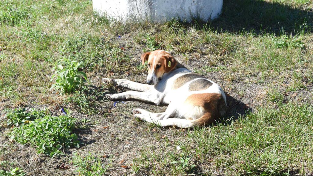 стерилізація тварин коростень