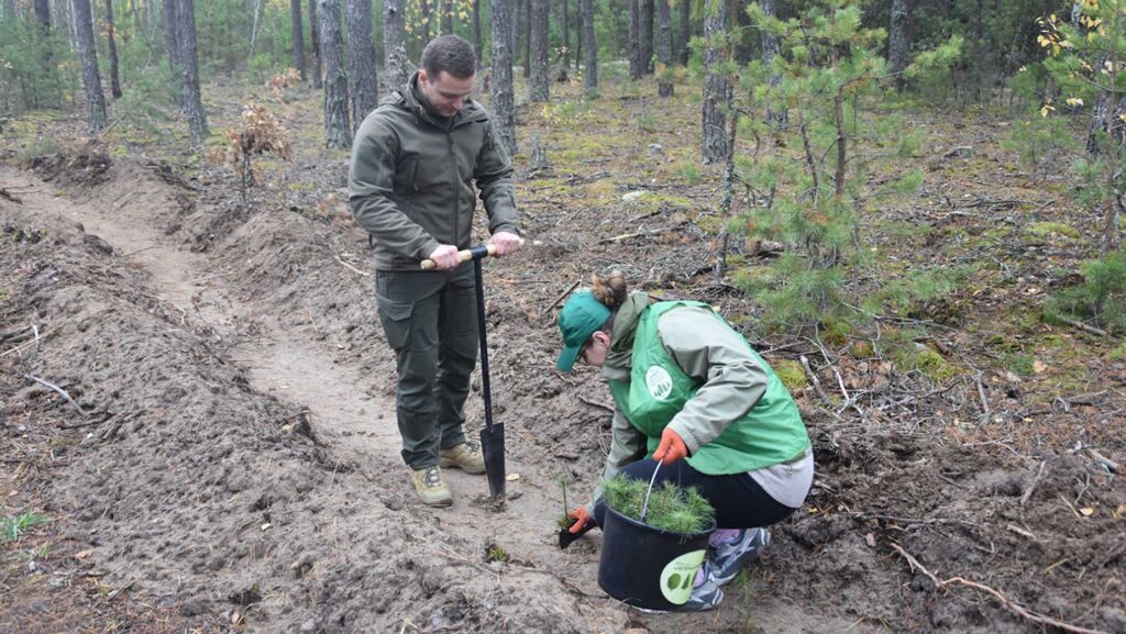 садфння лісу 2025 коростень1