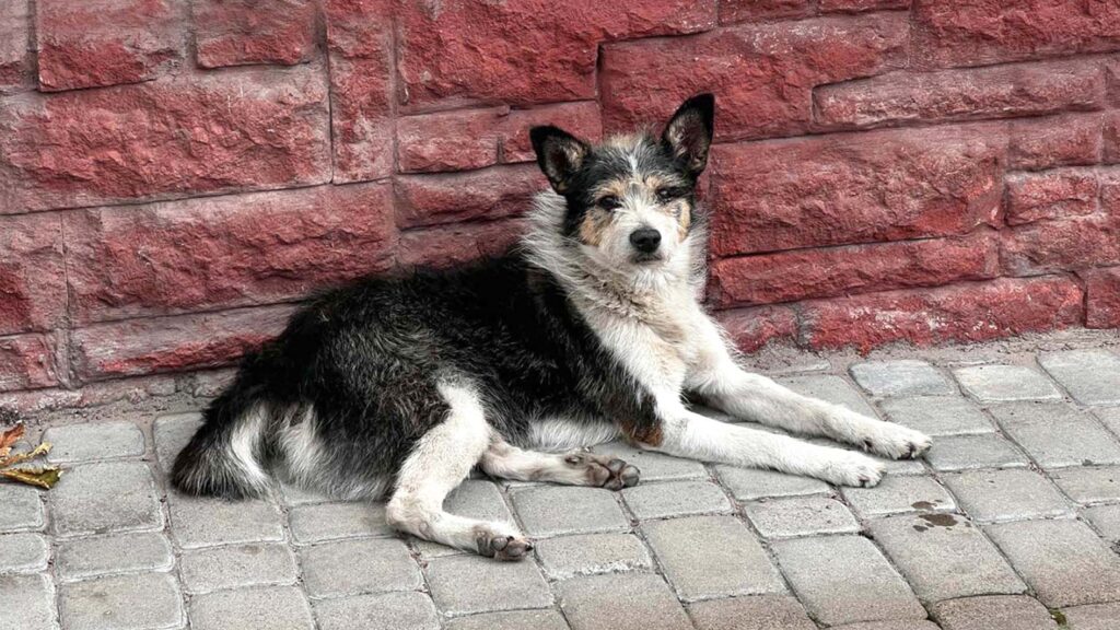 стерилізація 11.11 коростень