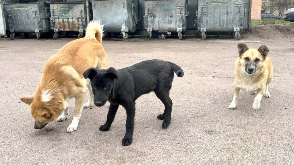 вакцинація від сказу коростень