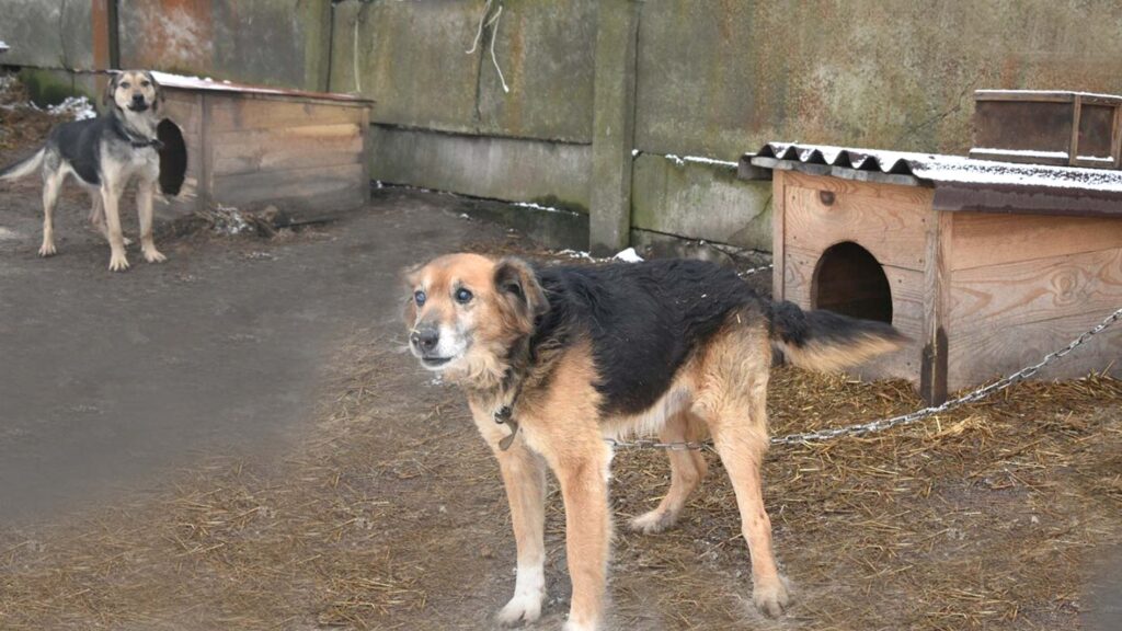 хатіко коростень