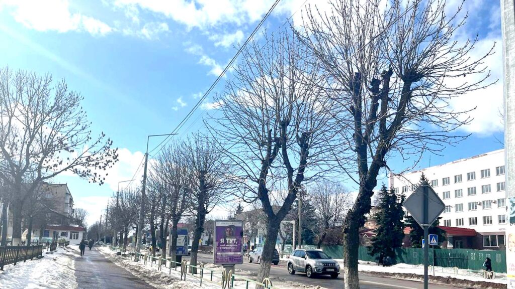 photo5274058 кронування дерев коростень