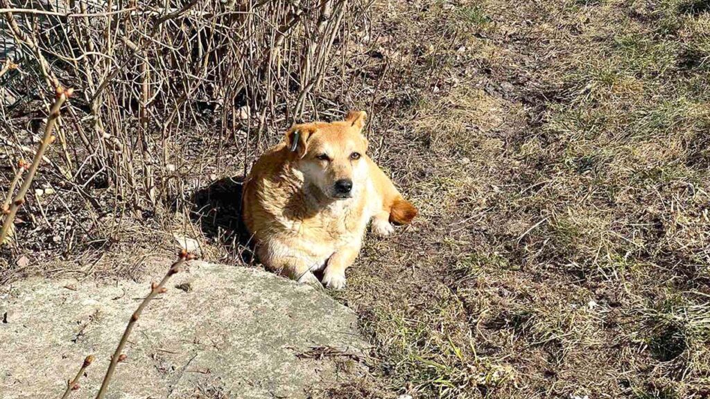 безпритульні собаки26 коростень