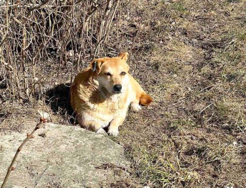 У Коростені відбудеться стерилізація безпритульних собак