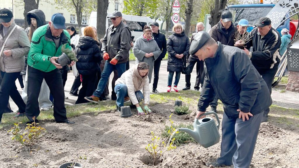 троянди чаес 2026 коростень
