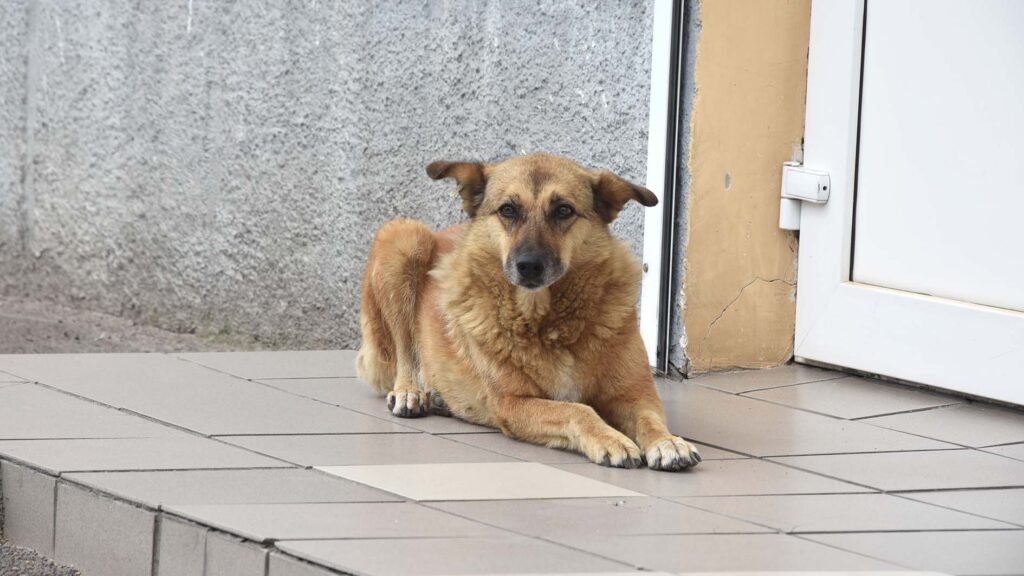 кліщі2026 коростень