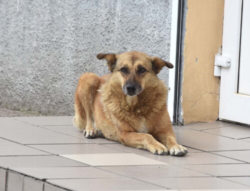 Сезон кліщів: як захистити собаку та розпізнати небезпеку