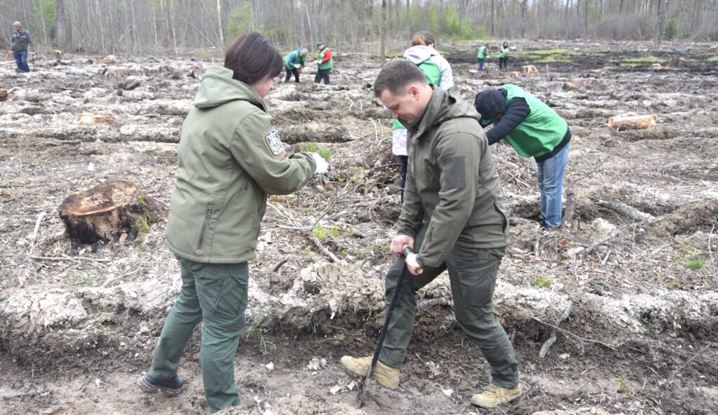 ліс2261 коростень