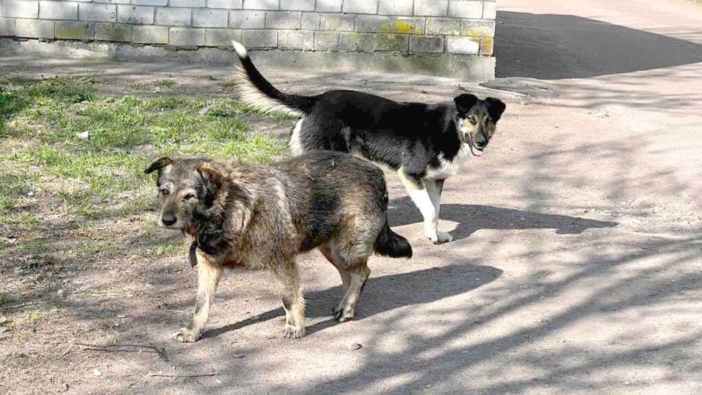 собаки2026 коростень