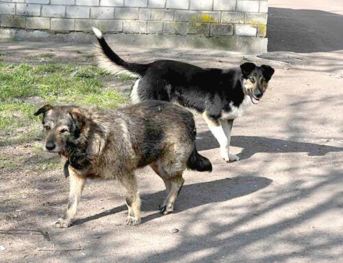 У Коростені стерилізуватимуть безпритульних тварин