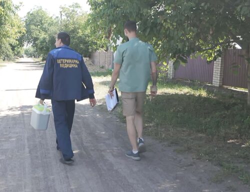 У Коростені проводять безкоштовну подвірну вакцинацію котів і собак від сказу